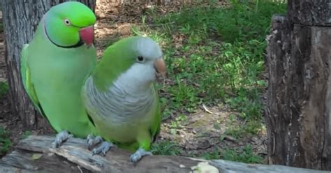 parrot dating